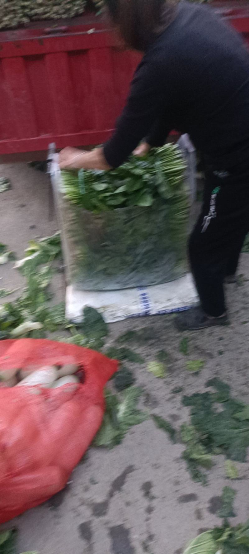 成都冬菜之菠菜大量上市了！！！！！！！