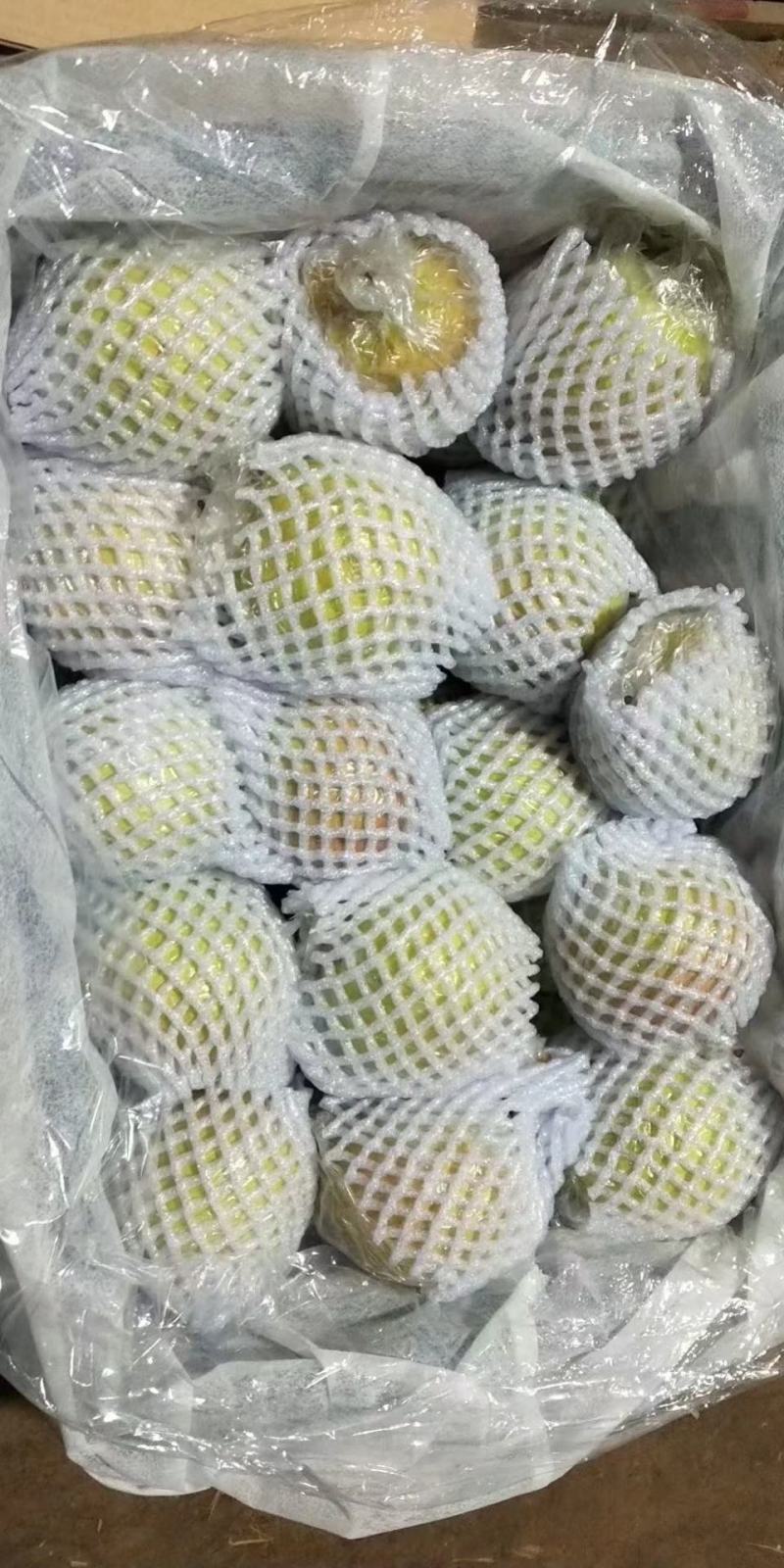 山西省运城市夏县坡顶上玉露香梨，口感酥脆，入口无渣，水分