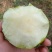山西省运城市夏县坡顶上玉露香梨，口感酥脆，入口无渣，水分