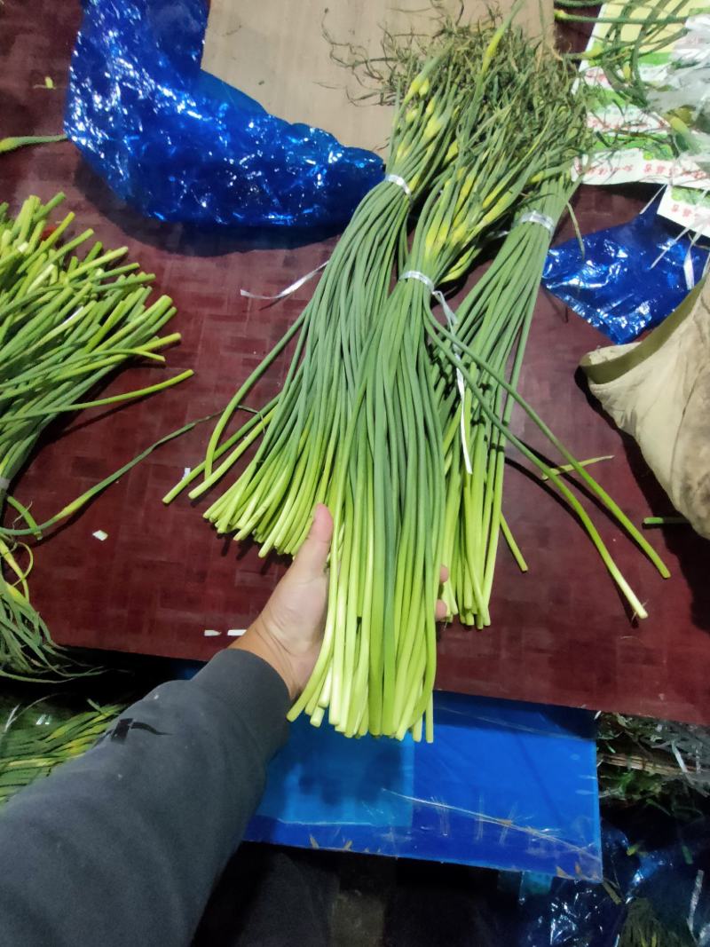 精品蒜薹超市货，红帽蒜薹，一斤一把全国发货莒县蒜薹价格