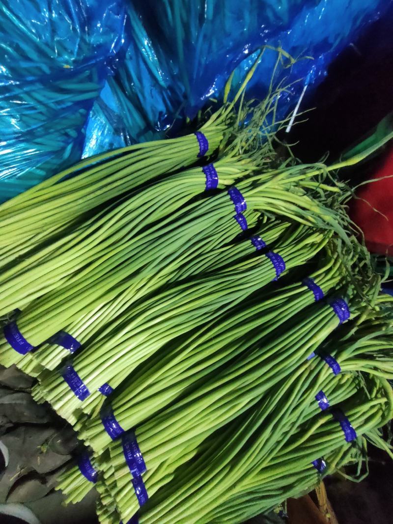 精品蒜薹超市货，红帽蒜薹，一斤一把全国发货莒县蒜薹价格