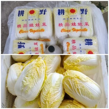 湖北娃娃菜，精品黄心大娃娃菜，净菜精包，提供冷库加工