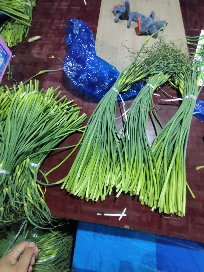 山东蒜薹精品加工，金乡蒜薹清库处理全国发货