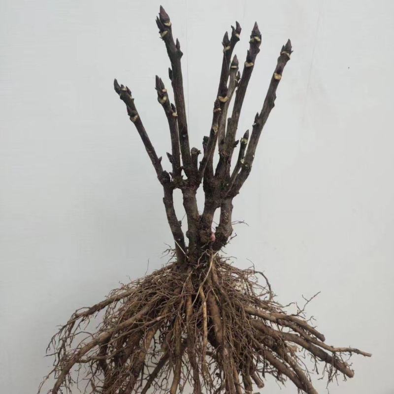 【店铺推荐】牡丹苗观赏重瓣牡丹花苗，菏泽基地直发