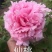 【店铺推荐】牡丹苗观赏重瓣牡丹花苗，菏泽基地直发