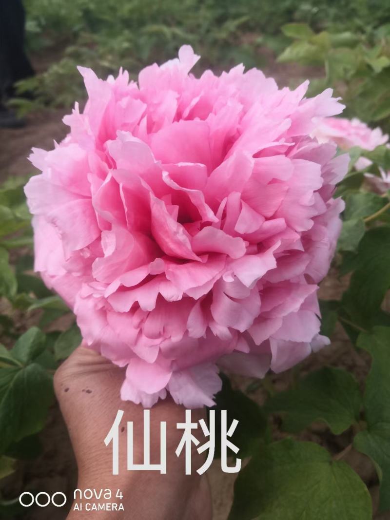 【店铺推荐】牡丹苗观赏重瓣牡丹花苗，菏泽基地直发