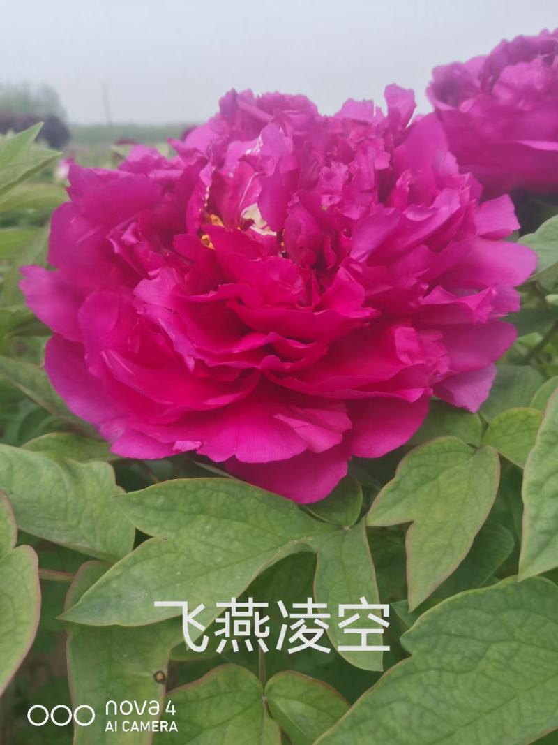 【店铺推荐】牡丹苗观赏重瓣牡丹花苗，菏泽基地直发