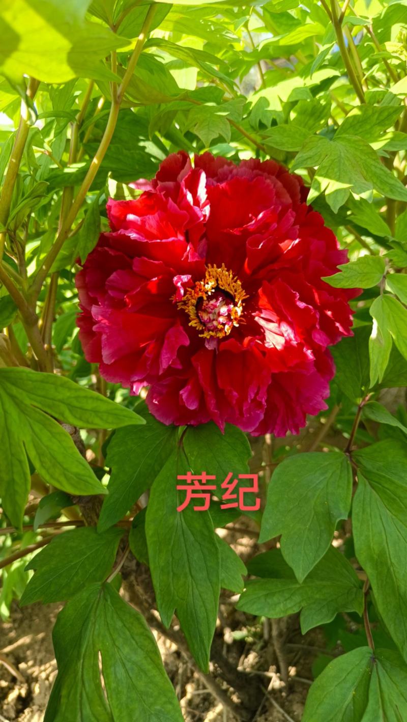 【店铺推荐】牡丹苗观赏重瓣牡丹花苗，菏泽基地直发