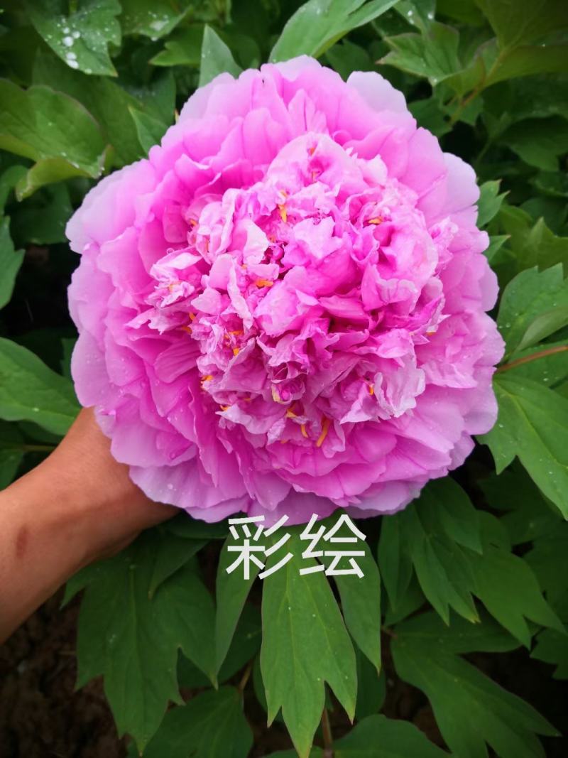 【店铺推荐】牡丹苗观赏重瓣牡丹花苗，菏泽基地直发