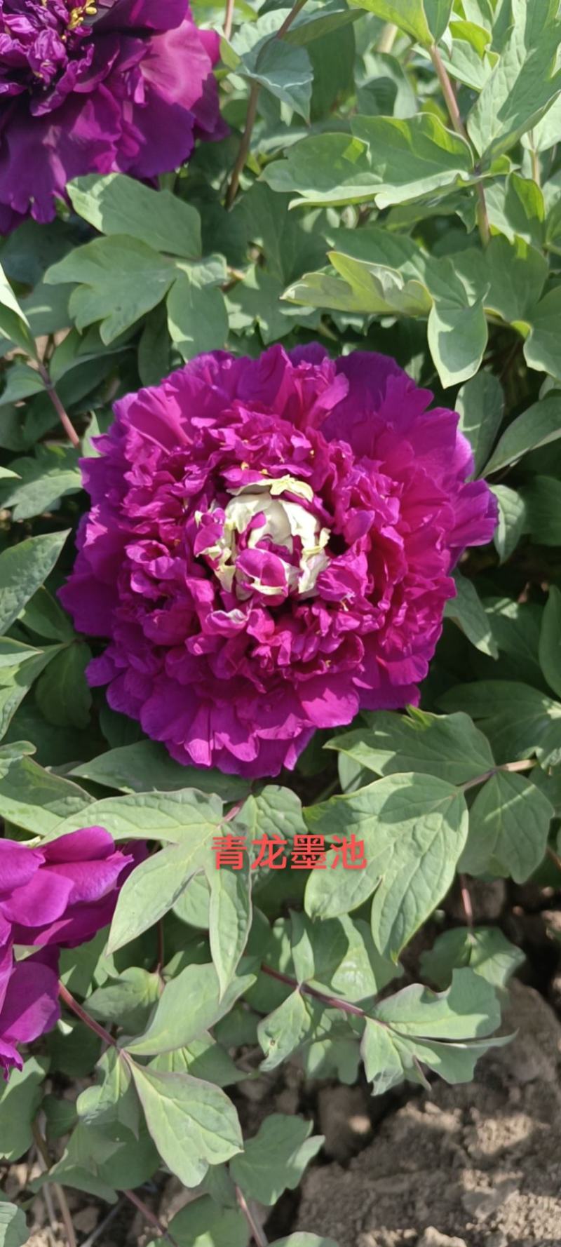 【店铺推荐】牡丹苗观赏重瓣牡丹花苗，菏泽基地直发