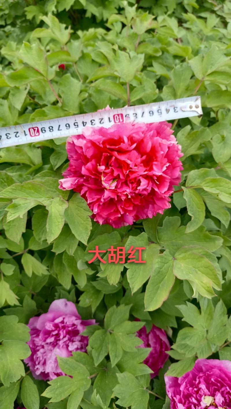 【店铺推荐】牡丹苗观赏重瓣牡丹花苗，菏泽基地直发