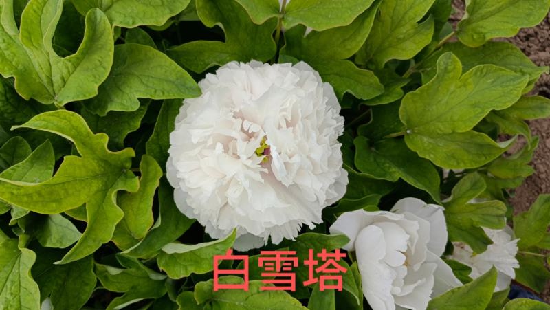 【店铺推荐】牡丹苗观赏重瓣牡丹花苗，菏泽基地直发