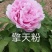 【店铺推荐】牡丹苗观赏重瓣牡丹花苗，菏泽基地直发