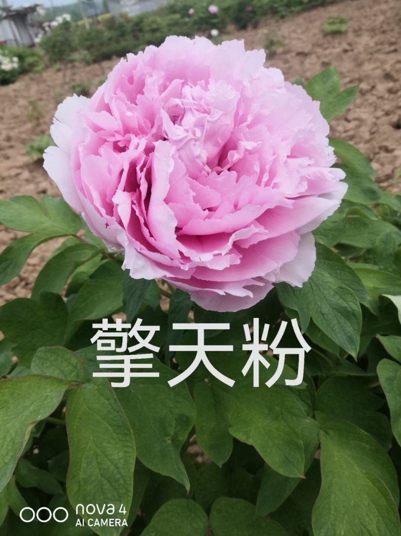 【店铺推荐】牡丹苗观赏重瓣牡丹花苗，菏泽基地直发