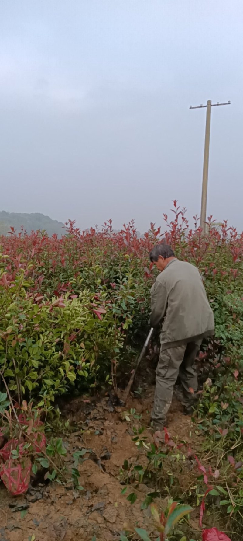 矿山复绿红叶石楠苗规格齐全江西红叶石楠树