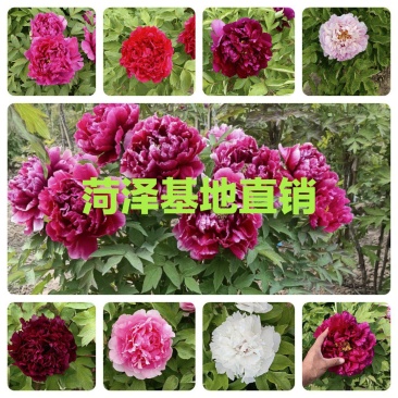 【店铺推荐】牡丹苗观赏重瓣牡丹花苗，菏泽基地直发