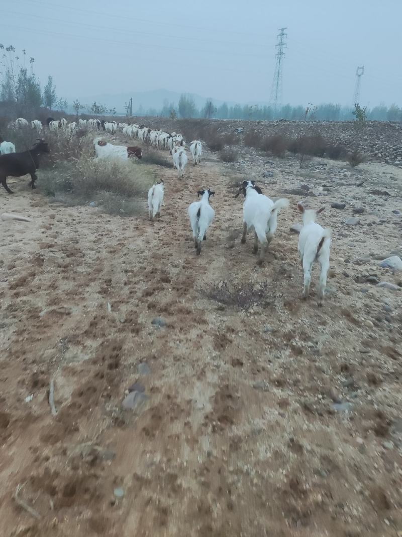 山羊（吃野草，喝山泉水，沙滩玩乐，生态环境很好）