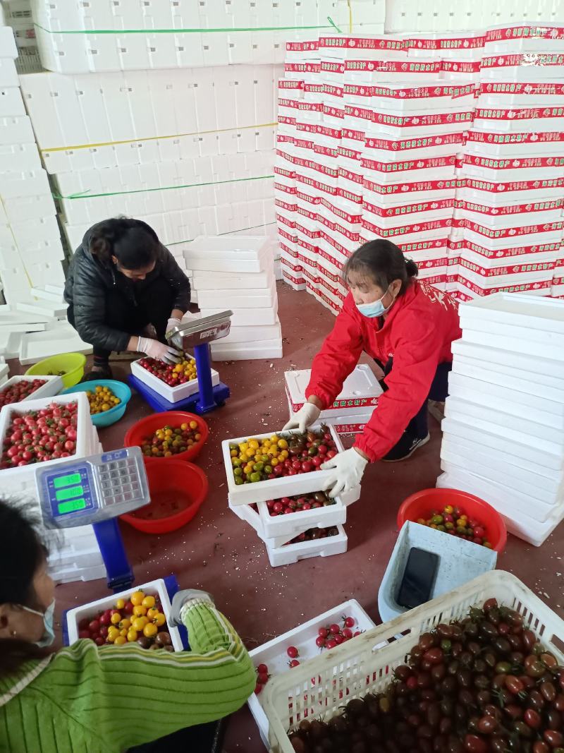 【实力】千喜圣女果粉玉T七4色小番茄现摘现发机选产地量大