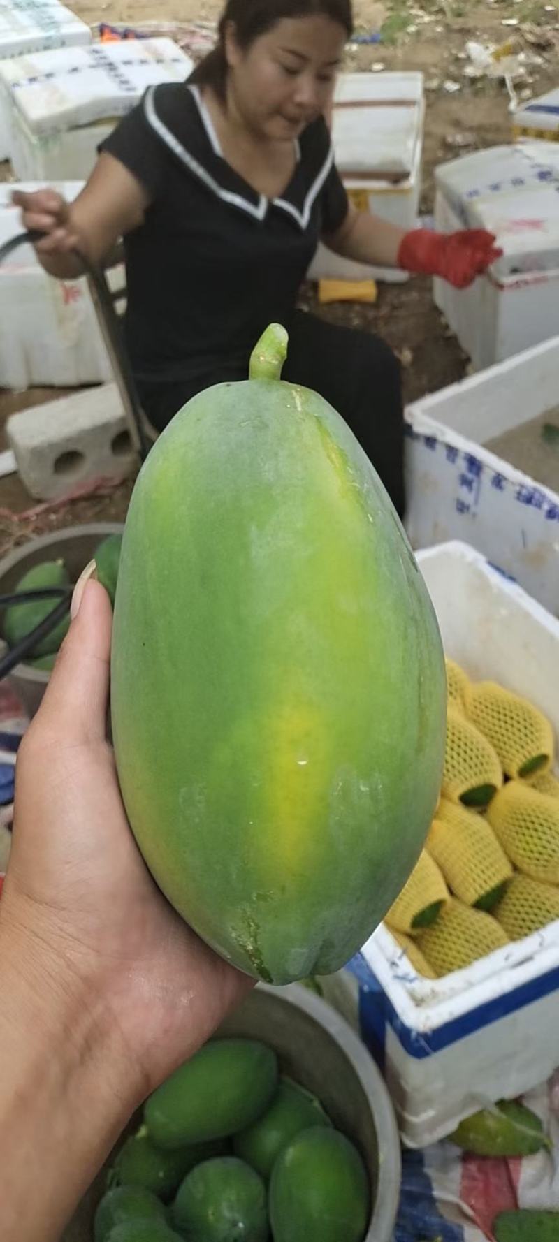 大青木瓜