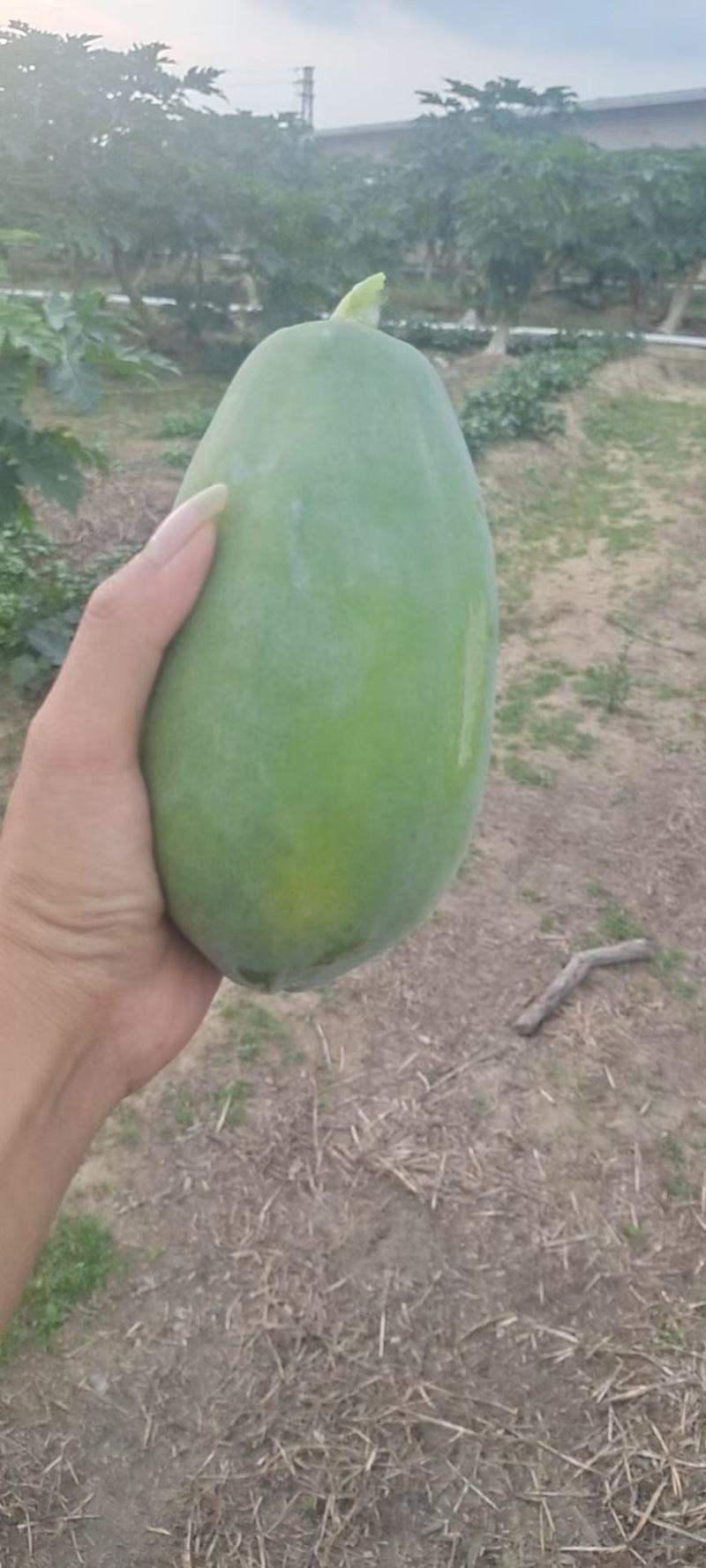 大青木瓜