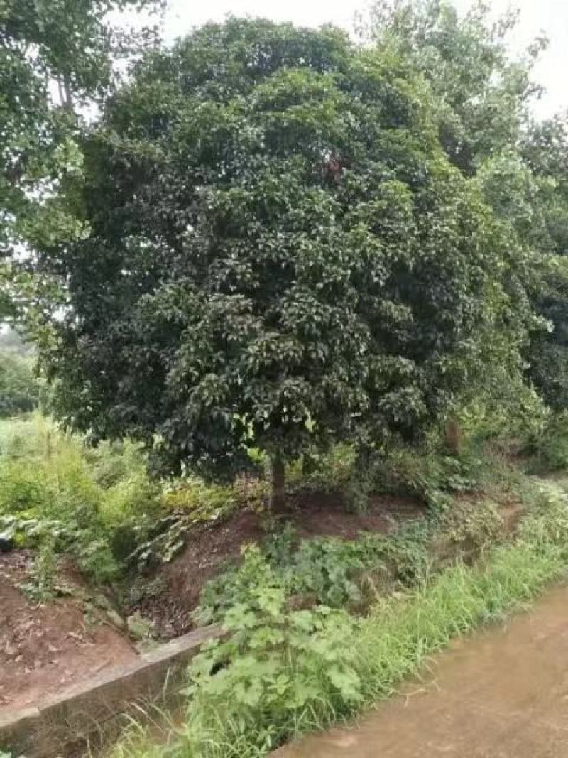 桂花树，八月桂，金桂，