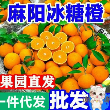 麻阳冰糖橙橙子一件代发批发发市场对接直播团购