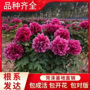 《店长推荐》菏泽重瓣牡丹花苗，基地直发，现要现挖，保品种