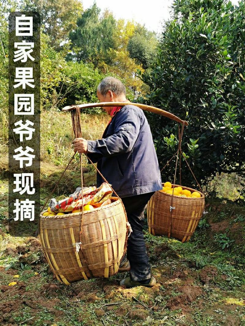 麻阳冰糖橙橙子一件代发批发发市场对接直播团购