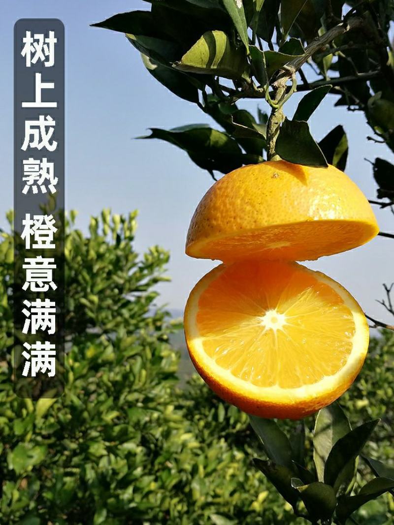 麻阳冰糖橙橙子一件代发批发发市场对接直播团购
