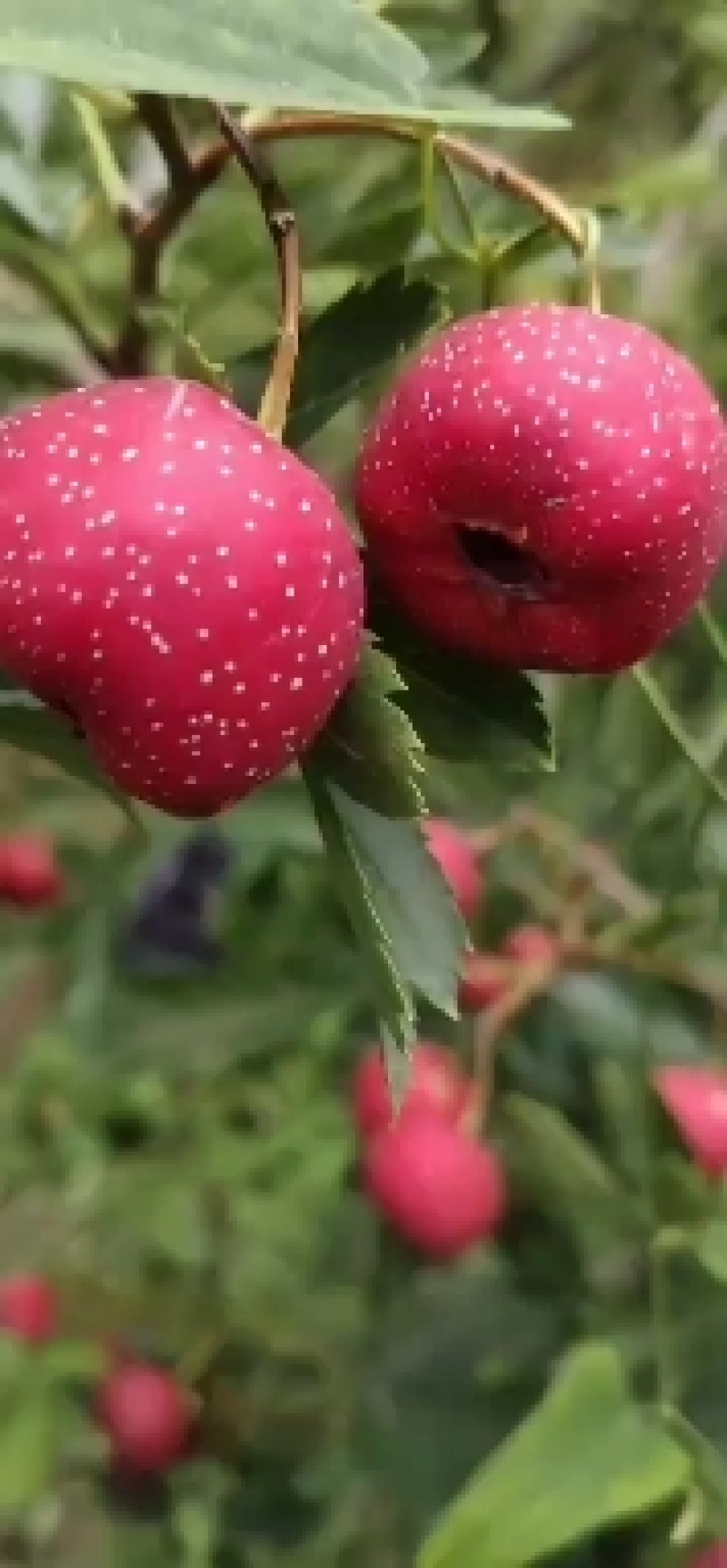 甜红子～小甜甜山楂，炒雪球，水果店热卖山楂，酸甜可口