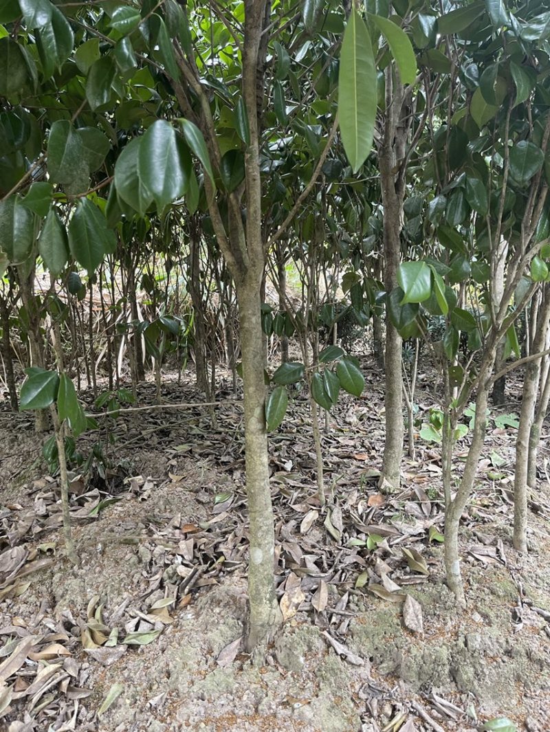 红露针茶花2到3公分，可以做嫁接，