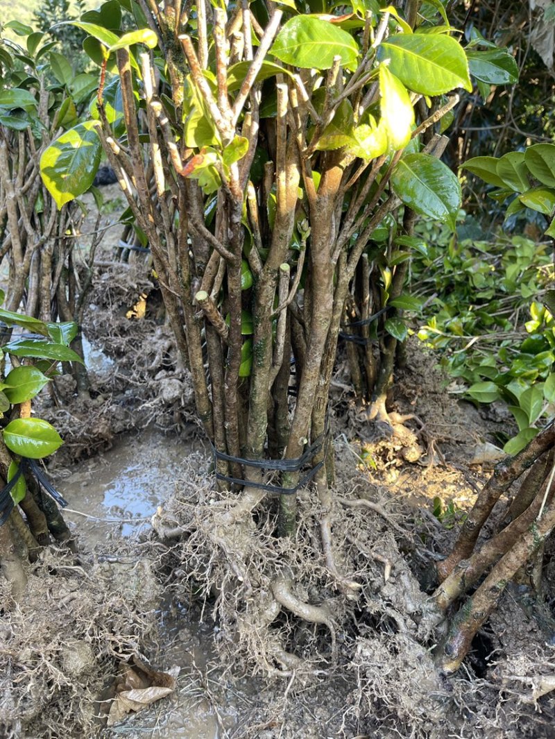 红露针茶花2到3公分，可以做嫁接，