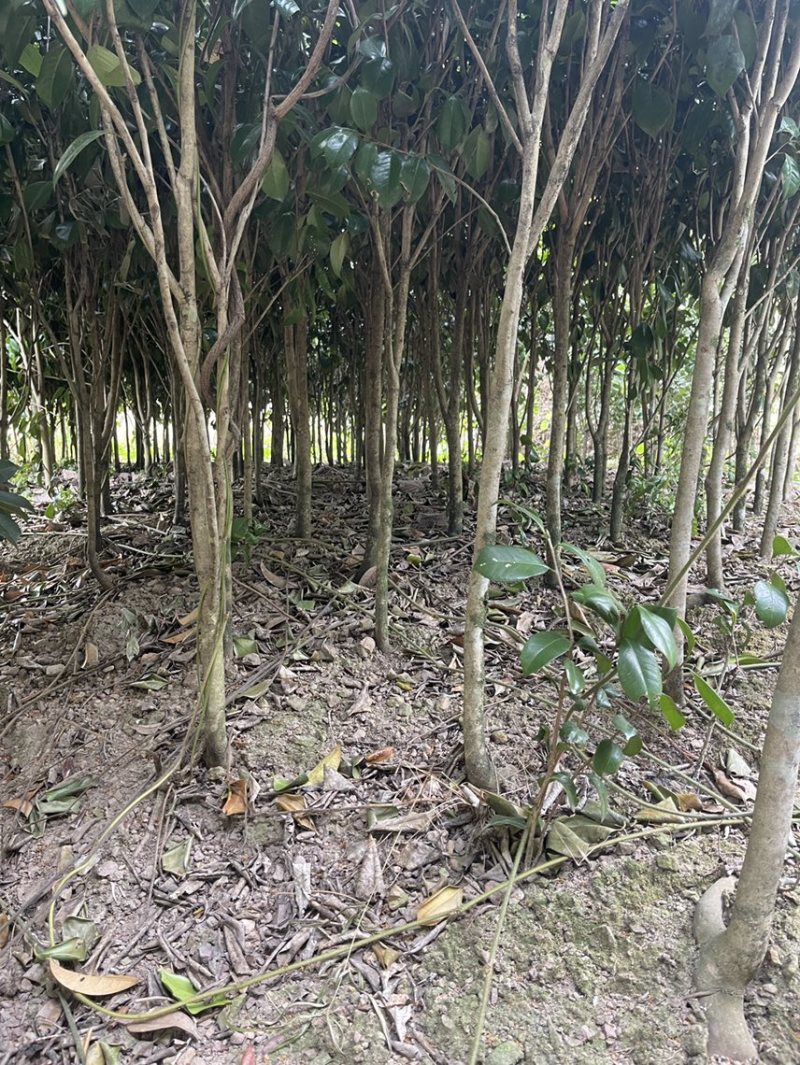 红露针茶花2到3公分，可以做嫁接，