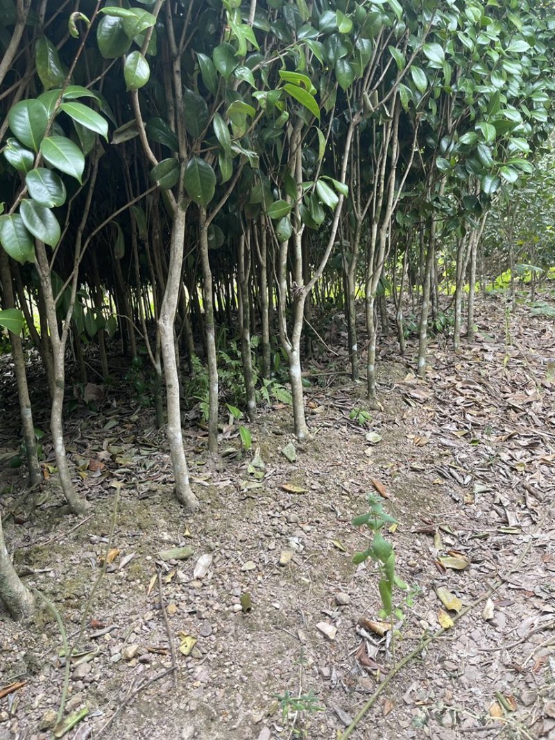 红露针茶花2到3公分，可以做嫁接，