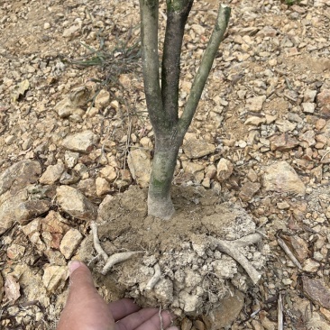 红露针茶花2到3公分，可以做嫁接，