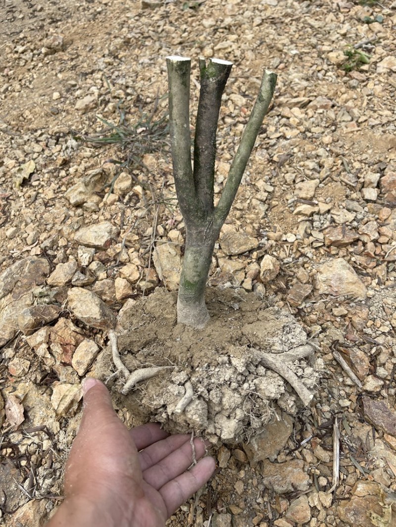 红露针茶花2到3公分，可以做嫁接，