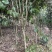 红露针茶花2到3公分，可以做嫁接，