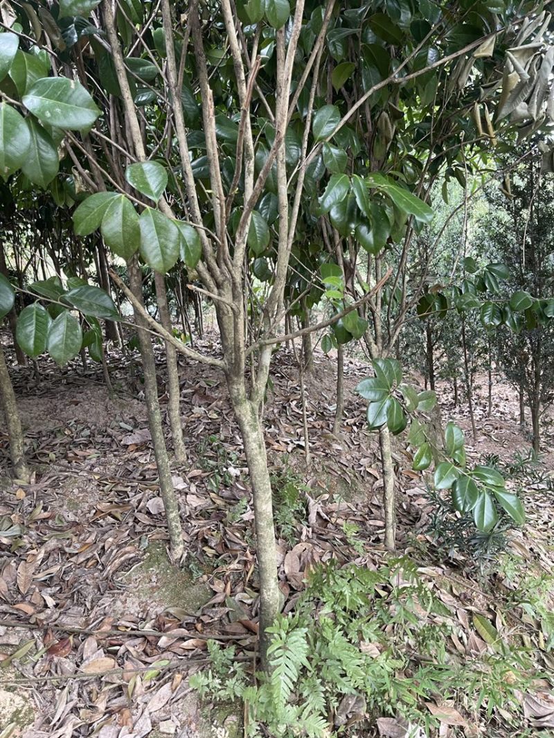 红露针茶花2到3公分，可以做嫁接，