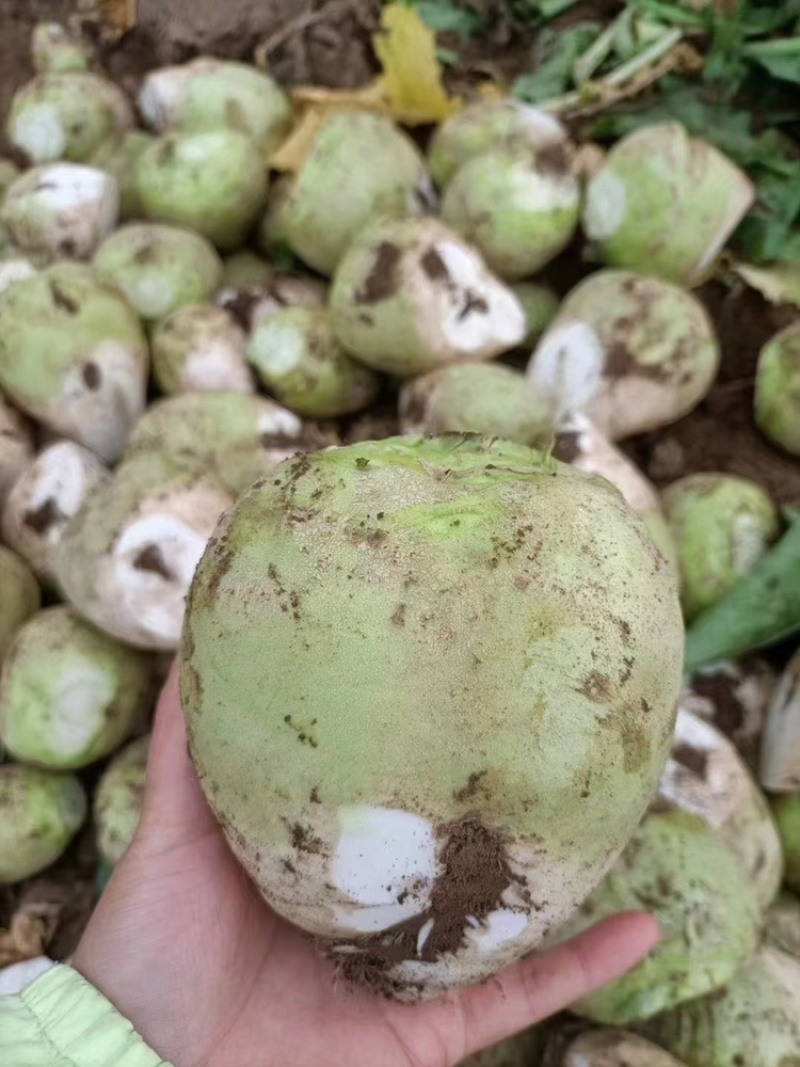 四川芥菜疙瘩需要的朋友赶紧联系千亩基地