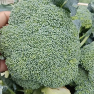 湖北精品西兰花产地直发全国发货保质保量
