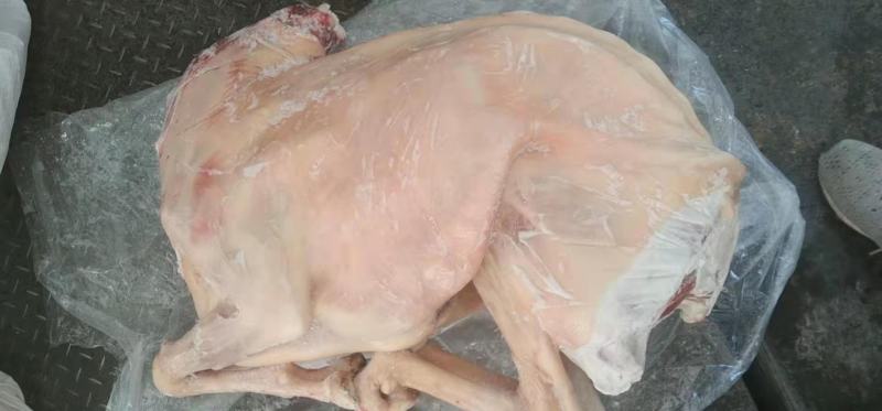 白条羊羊肉带皮羊绵羊弯瘦羊整只羊