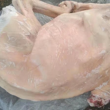 白条羊羊肉带皮羊绵羊弯瘦羊整只羊