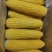 速冻玉米冻玉米熟冻甜糯整车发货散装箱装量大优惠