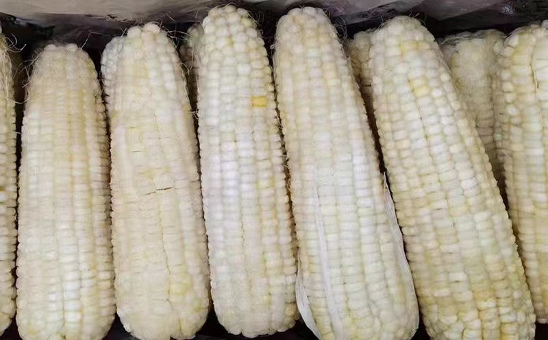 速冻玉米冻玉米熟冻甜糯整车发货散装箱装量大优惠