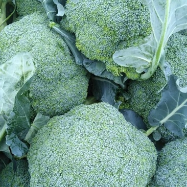 西兰花产地直发，支持全国代发，欢迎来电