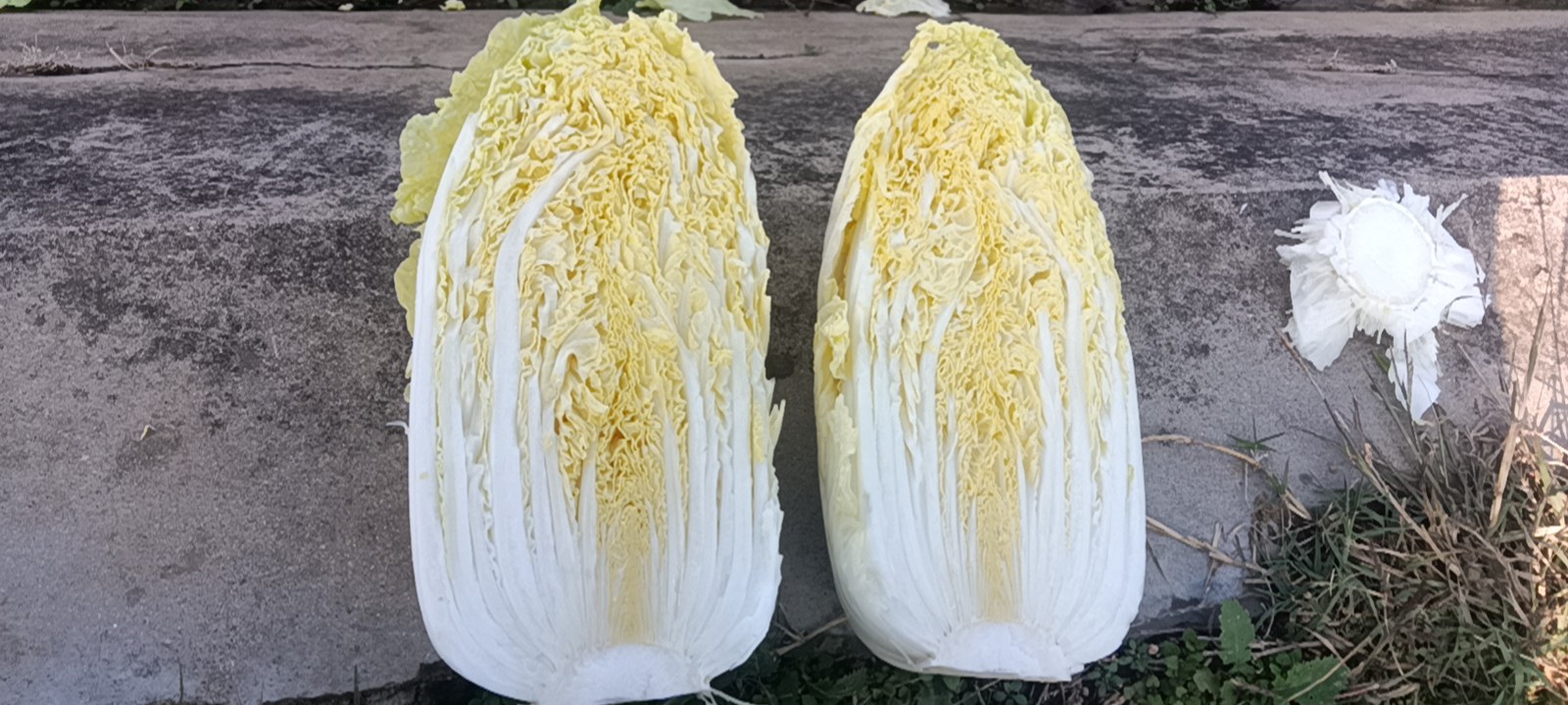 娃娃菜切开后内部出现黑色条纹