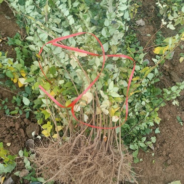 山西绛县药用高产连翘苗苗圃直供成活率高欢迎咨询采购