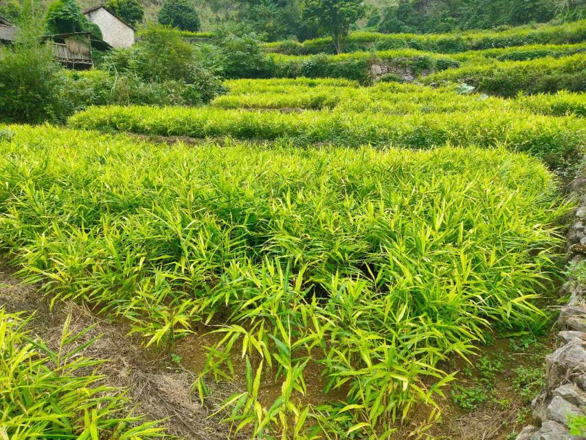 正宗仔姜种植基地航拍图