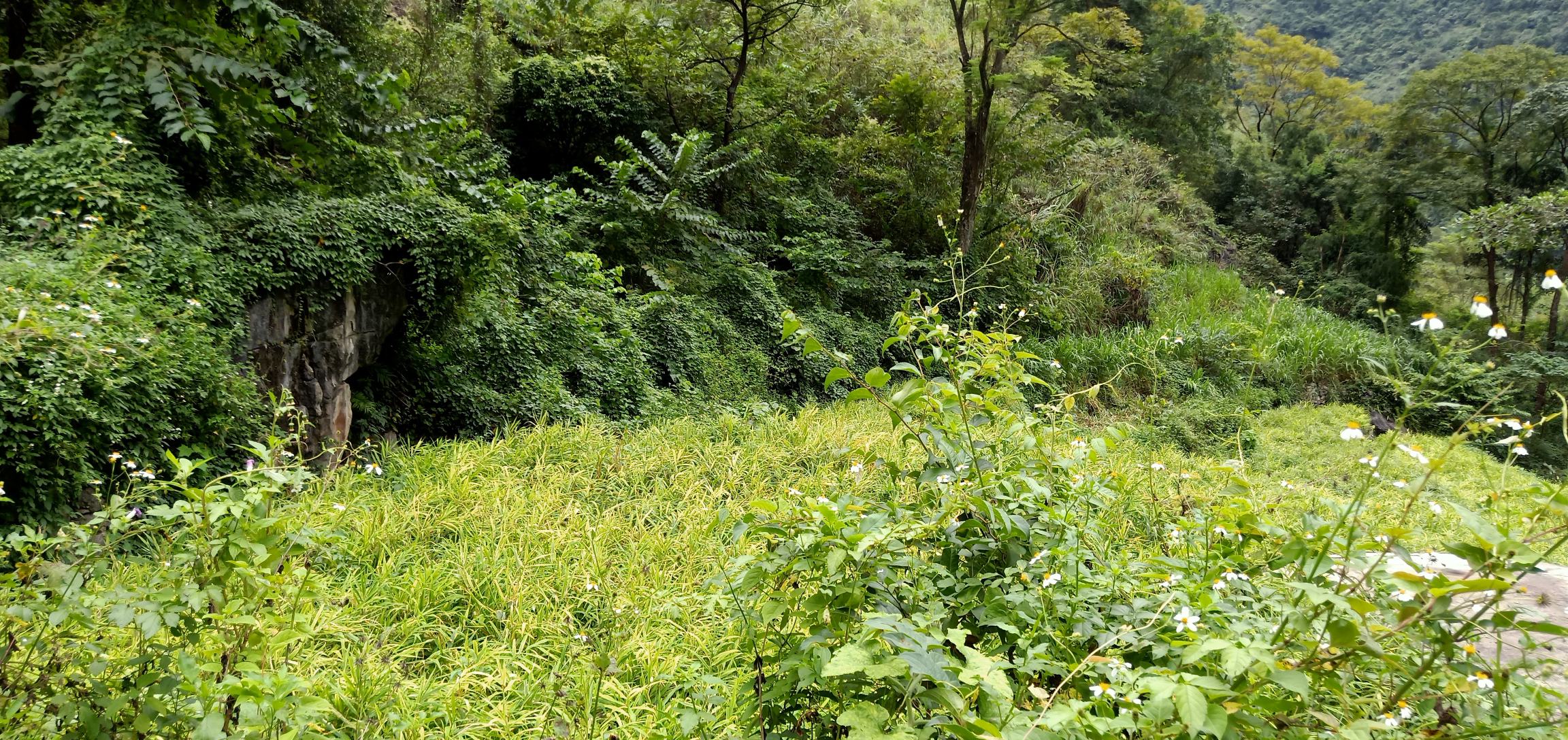 图中展示了生姜从种姜发芽、生长到收获的全过程,包括不同阶段的形态变化,帮助读者了解生姜的生长周期 生姜种植过程示意图