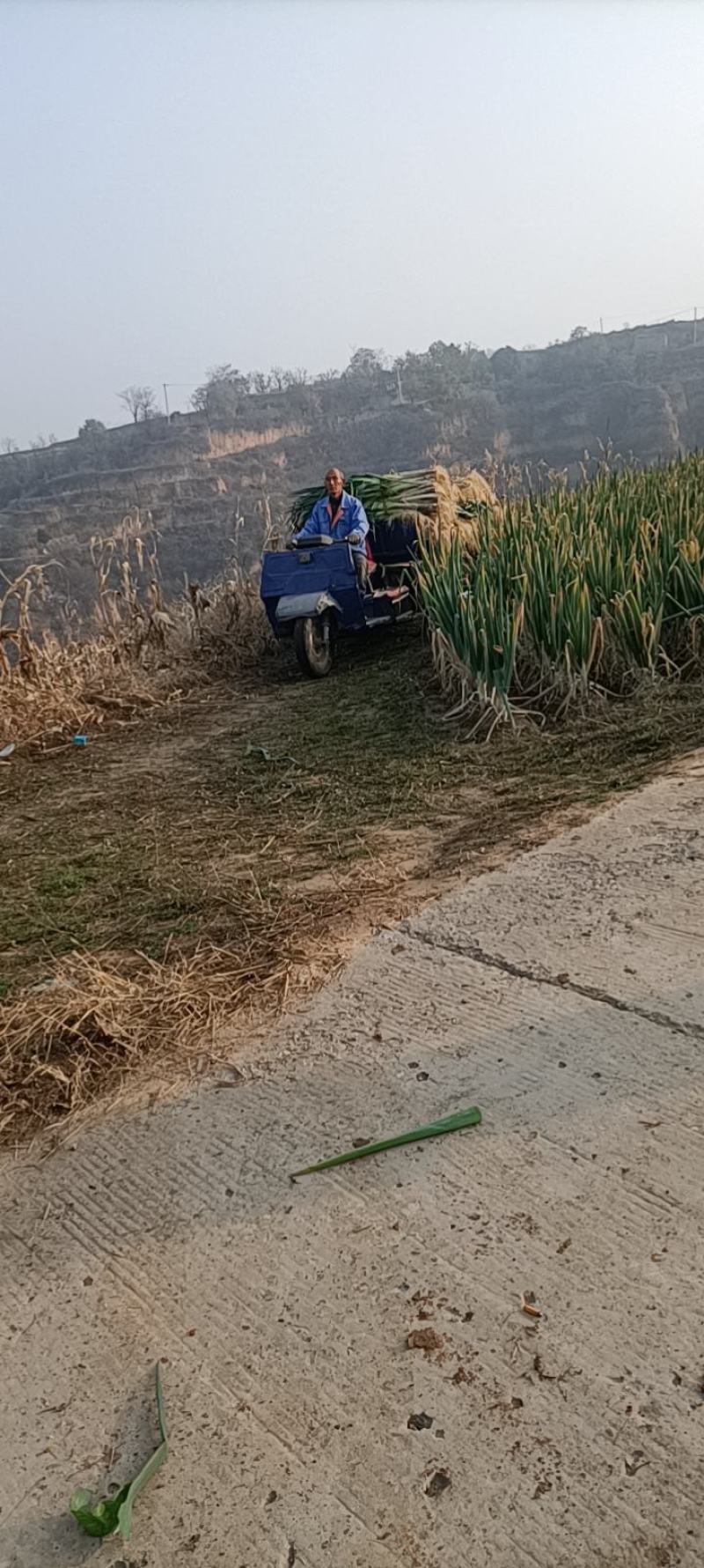 翼城县长白葱，手捡大葱